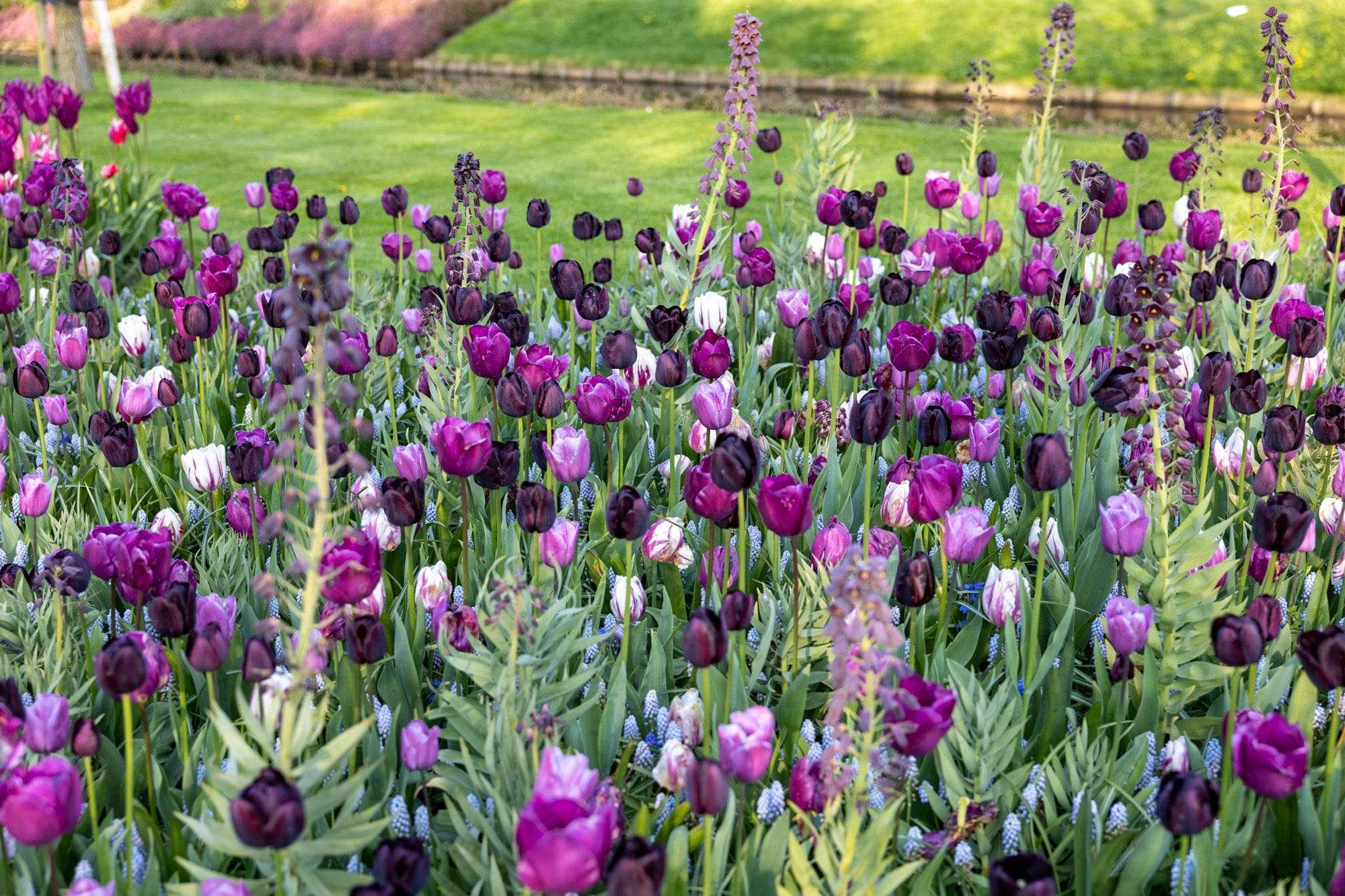 'Mystery' exklusiv lökmix